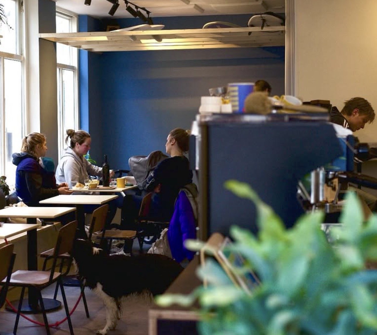 The blue-walled dining room at Tigershark Coffee, customers seated at window tables with a dog waiting by their feet, a barista working the espresso machine in the foreground